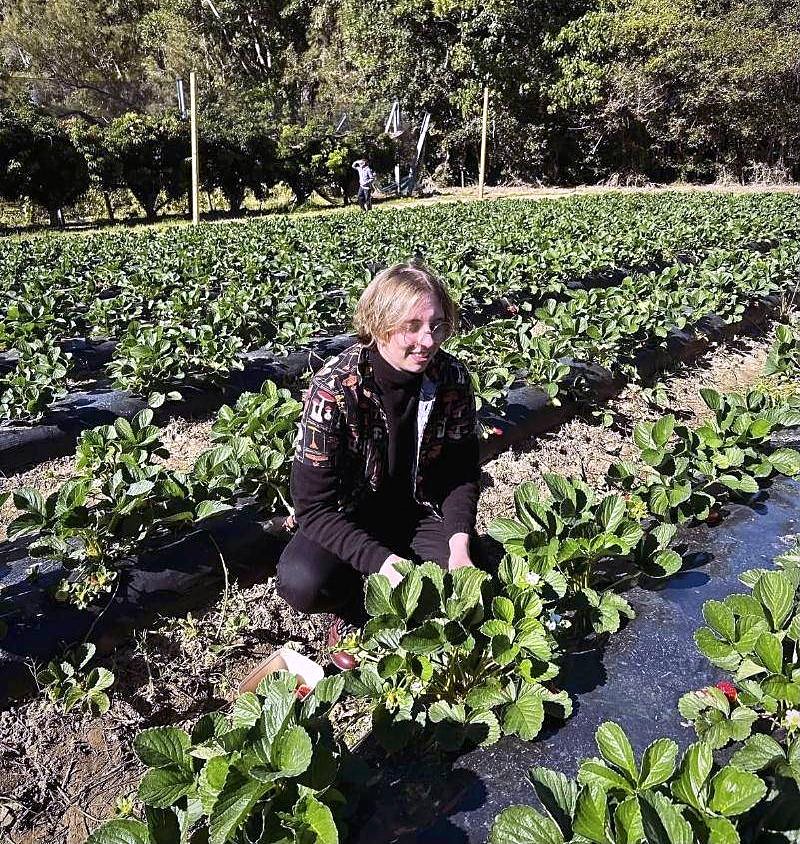 A smiling young person crouching between rows of strawberry plants at a pick-your-own farm on a sunny day.